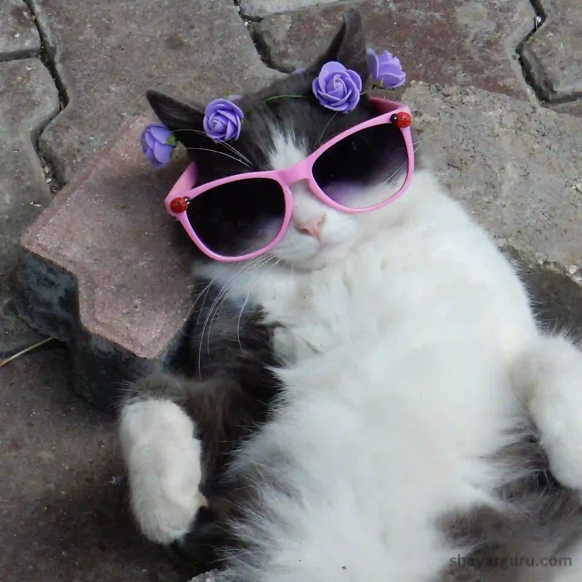 sunglasses cat dp for whatsapp