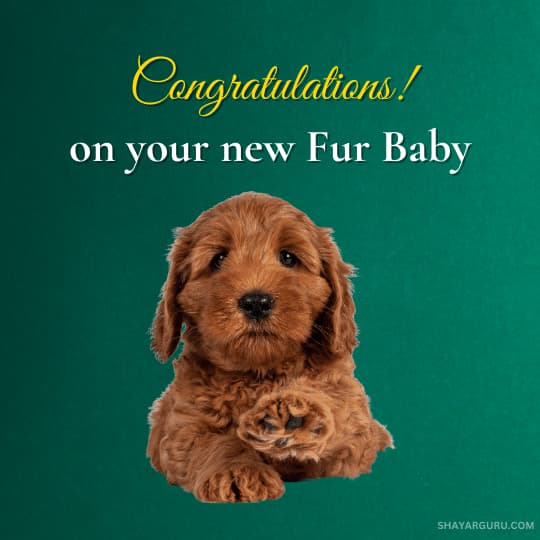 Congratulations on Your New Puppy